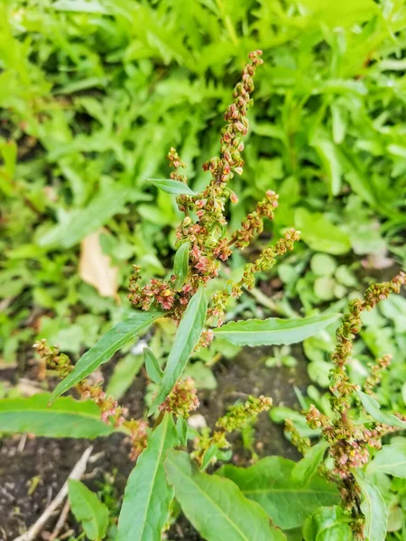 Göndör Vagy Sárga Dokk Rumex Crispus Termesztés Galíciában Spanyolország — Stock Fotó