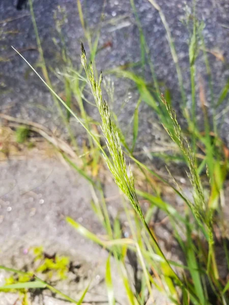 Γλυκό Vernal Grass Anthoxanthum Odoratum Που Φυτρώνει Στη Γαλικία Ισπανία — Φωτογραφία Αρχείου
