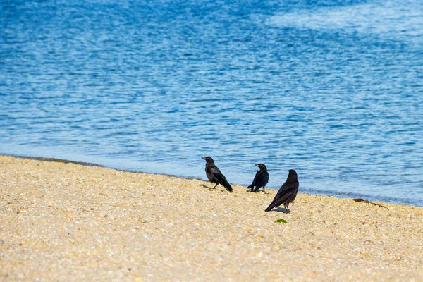 Tři Mrchožrouti Corvus Coron Pláži — Stock fotografie