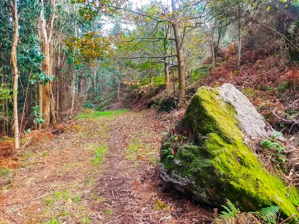 Sonbahar Ormanlarında Bir Kaya Yaprak Yığınının Üzerindeki Yosun — Stok fotoğraf