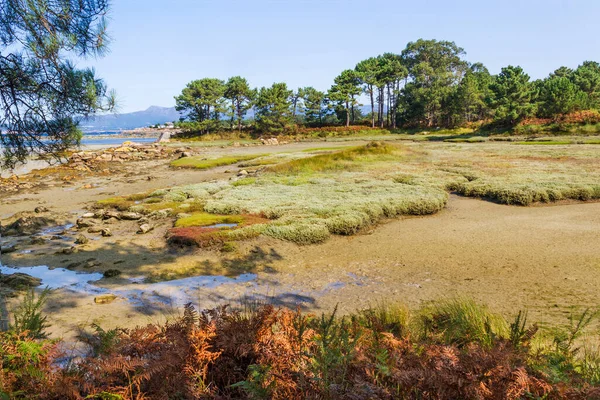 Palude Salinas Delimitata Una Pineta Nell Isola Arousa — Foto Stock