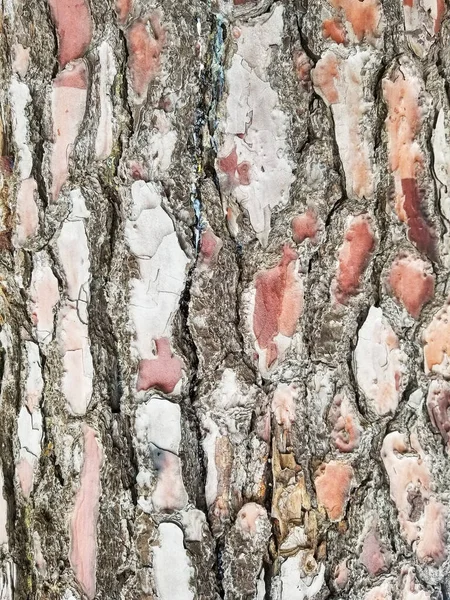 Deniz Çam Kabuğunun Arka Planı Dokusu Pinus Pinaster — Stok fotoğraf