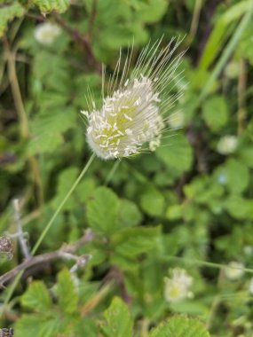 Tavşan kuyruğu otu ya da tavşan kuyruğu bitkisi, Lagurus ovatus, Galiçya, İspanya 'da yetişiyor.