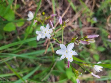Kerry zambak çiçeği, Simethis mattiazzi, Galiçya, İspanya 'da yetişiyor.