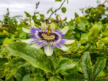 Mavi tutku çiçeği ya da tutku çiçeği, Passiflora caerulea, Galiçya, İspanya 'da yetişiyor.