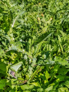 Dikenli ya da dikenli dişi domuz, Galiçya, İspanya 'da yetişen Sonchus asper.