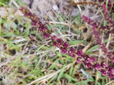 Mor deniz tarlası ya da pancar, Beta vulgaris subsp. Maritima, İspanya 'nın Galiçya kıyısında yetişiyor.