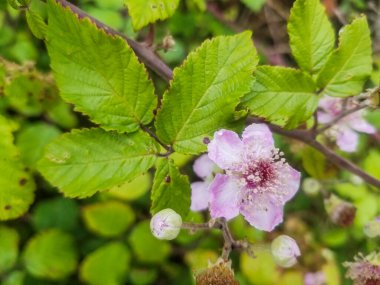 Zarzamora 'nın pembe çiçeği, elmleaf ya da dikensiz böğürtlen, Galiçya, İspanya' da yetişen Rubus ulmifolius.