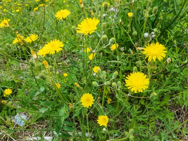 Virágok Karcsú Kocasüldő Sonchus Tenerrimus Növekvő Galícia Spanyolország — Stock Fotó