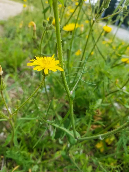 Flor Del Cardo Cerval Sonchus Tenerrimus Crece Galicia España —  Fotos de Stock