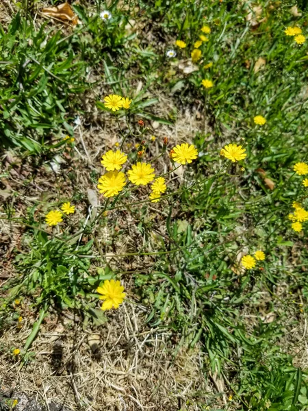 Żółte Kwiaty Jastrzębia Gładkiego Crepis Capillaris Rosnące Galicji Hiszpania — Zdjęcie stockowe
