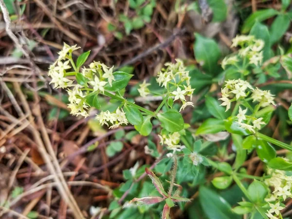 Flowers Wild Madder Rubia Peregrina Growing Galicia Spain — стоковое фото