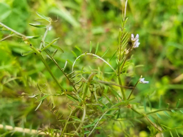 Zanahoria Peluda Vicia Hirsuta Que Crece Galicia España —  Fotos de Stock