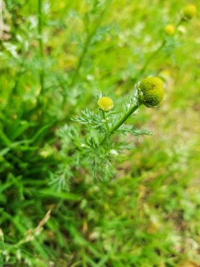 Pineappleweed veya vahşi papatya, Matricaria (Papatya) diskoidesi (suaveolens), İspanya 'nın Galiçya kentinde yetişmektedir.