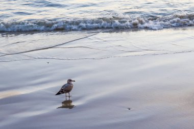 Yalnız sarı bacaklı martı, Larus Kachinnans, denizin ışıltılı sahilinde