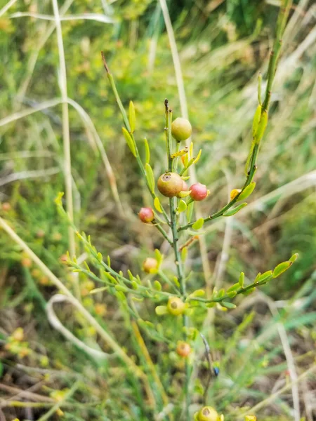 Fruits Osyris Plant Osyris Alba Growing Arousa Island Galicia Spain — Stock Photo, Image