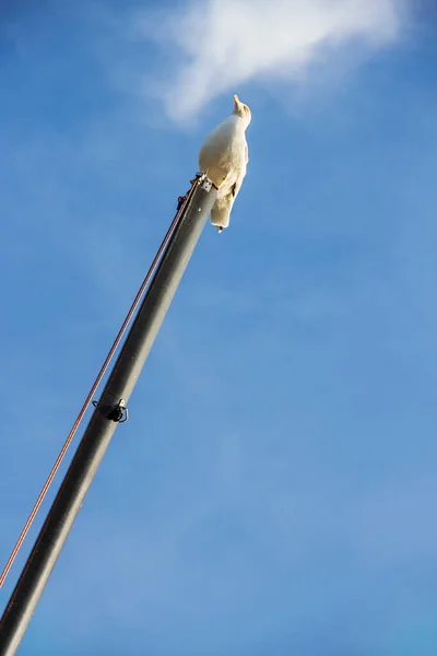 Gaviota Patas Amarillas Pie Parte Superior Mástil Con Cielo Azul — Foto de Stock