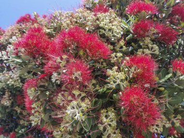 Pohutukawa çiçekleri, Noel çalıları veya demir ağacı, Metrosideros Excelsa, süs ağacı