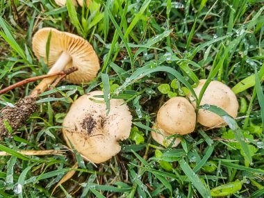 Peri yüzüğü mantarı, Marasmius kekikleri, Galiçya, İspanya 'nın çimenli bölgelerinde yetişiyor.