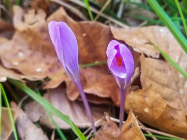 Güz safranı, Crocus serotinus, Galiçya, İspanya 'da yetişiyor.