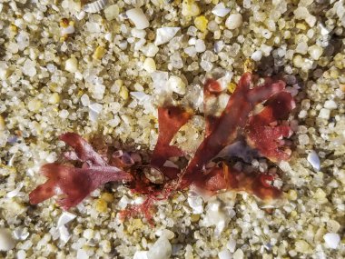 Galiçya, Sp0ain 'deki kumsalda kırmızı yosun ya da carrageen yosunu, Chondrus crispus.