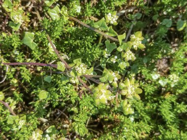 Danimarka iskorbüt otu, Cochlearia danica, Galiçya, İspanya 'da yetişiyor.