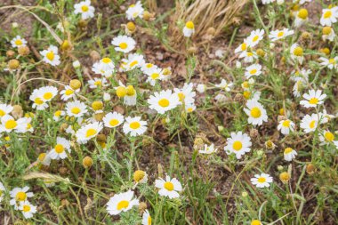Arousa Adası kıyılarında yetişen sahte mayweed denizleri Tripleurospermum (Matrikaria maritima).