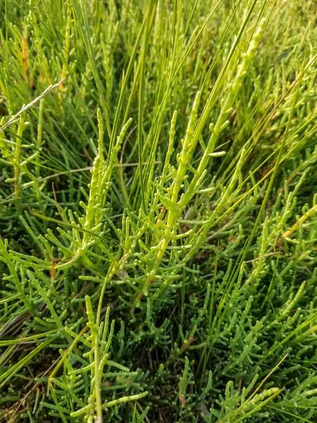 Стеклянная Полынь Маринованные Сорняки Трава Salicornia Ramosissima Растущая Болотах Галисии — стоковое фото