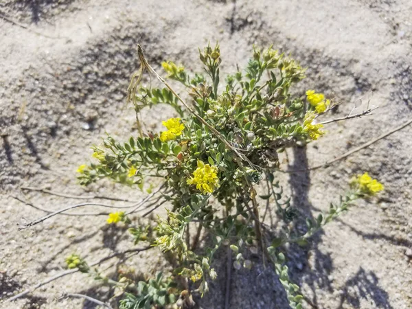 Alyssum Loiseleurii Gallaecicum Растет Прибрежных Дюнах Галисии Испания — стоковое фото