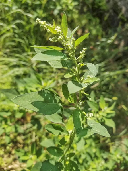 Amaranthus Retroflexus Rosnący Galicji Hiszpania — Zdjęcie stockowe