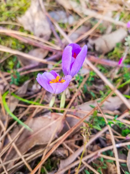 Őszi Sáfrány Crocus Serotinus Termesztés Galíciában Spanyolországban — Stock Fotó