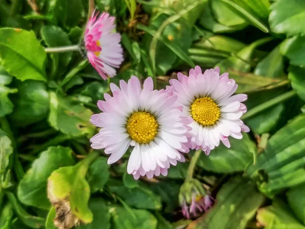 Kwiaty Dzikiej Stokrotki Bellis Perennis Rosnące Galicji Hiszpania — Zdjęcie stockowe