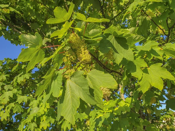 Цветы Сикаморского Клена Acer Psudoplatanus Декоративное Дерево Галисии Испания — стоковое фото
