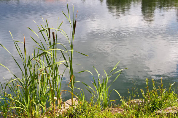 Bulrush, cattail or great reedmace, Typha latifolia, growing in lagoons of Galicia, Spain