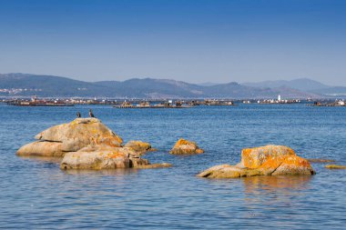 Arousa Estuary 'de kıyı kayaları ve midye suları.