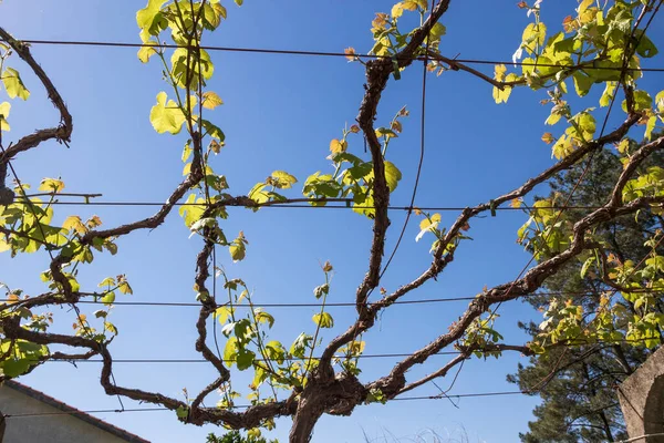 春の葉と枝分かれしたブドウの切り株 — ストック写真