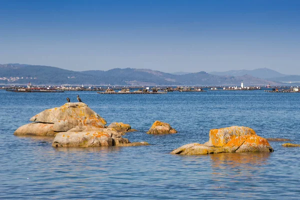 Skały Przybrzeżne Tratwy Akwakultury Małży Arousa Estuary — Zdjęcie stockowe