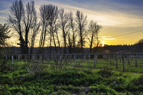 Ponte Arnelas村の農場 Vilanova Arousa町の秋の夕日のブドウ畑と木 — ストック写真