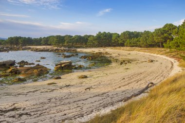 Sahil kumu, çam ağacı ormanı ve Carreiron doğal parkındaki kıyı kayaları, Arousa Adası, Galiçya, İspanya