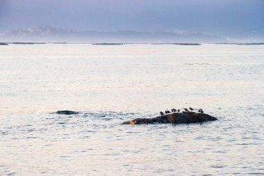 Gri yağmurkuşu sürüsü, Pluvialis squatarola, Carreiron doğal parkındaki bir kıyı kayasına tünemişti, Arousa Adası.