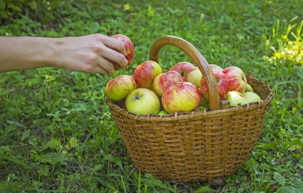 Girl Picked Apples Wooden Basket — Stock Photo, Image