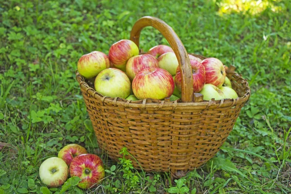 Vers Geplukt Appels Houten Mand Groen Gras — Stockfoto