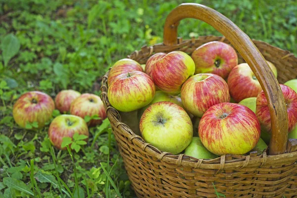 Manzanas Recién Recogidas Cesta Madera Sobre Hierba Verde —  Fotos de Stock