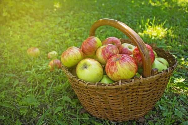 Vers Geplukt Appels Houten Mand Groen Gras — Stockfoto
