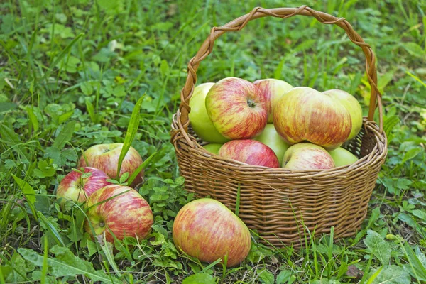 Freshly Picked Apples Wooden Basket Green Gras — Stock Photo, Image
