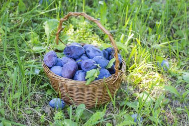 Erik yeşil ciğeri üzerinde ahşap sepet