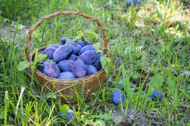 Erik yeşil ciğeri üzerinde ahşap sepet