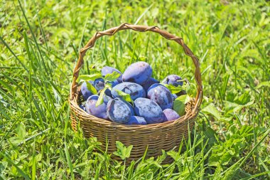 Erik yeşil ciğeri üzerinde ahşap sepet