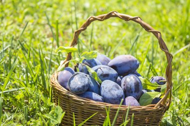 Erik yeşil ciğeri üzerinde ahşap sepet