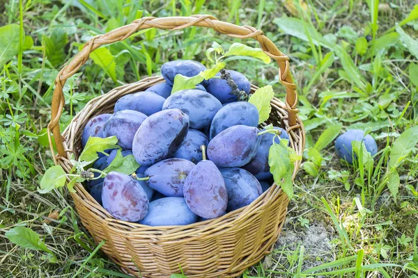Plums Wooden Basket Green Gras — Stock Photo, Image